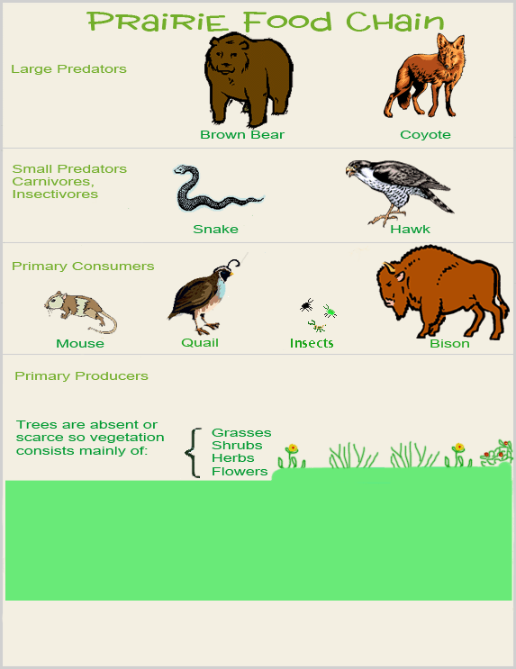 Animals And Wildlife - The Temperate Grasslands